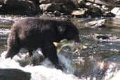 Brown bear