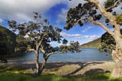 Coromandel thumb