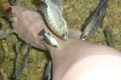 Foot spa