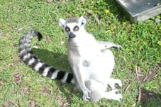 Lemur