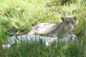 Lion cubs thumb