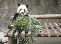 Panda in Chongqing
