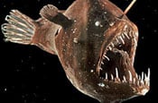 anglerfish thumb