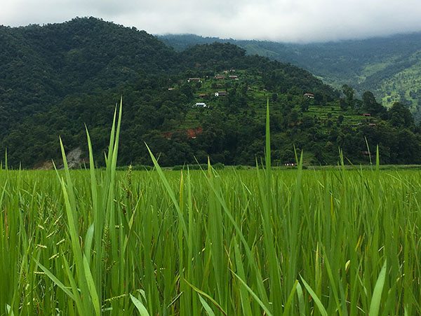 Rice fields Nepal