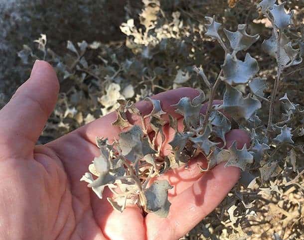 Salty leaves in the desert