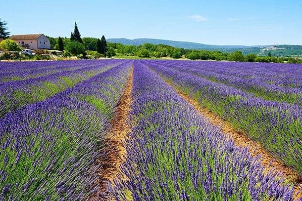 Lavender Luberon France