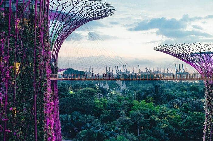 Gardens by the Bay tree canopy