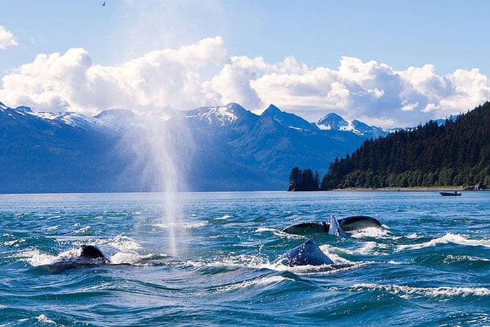 Humpback whales in Alaska