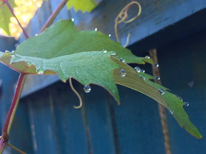 iPhone photo of leaf with drops