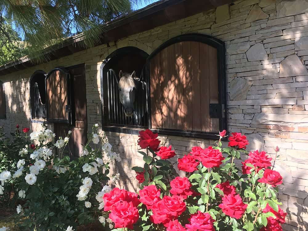 Horse stable at Bella Cavalli winery Santa Barbara