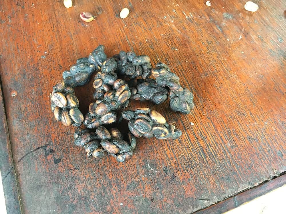 Cat poo and coffee beans