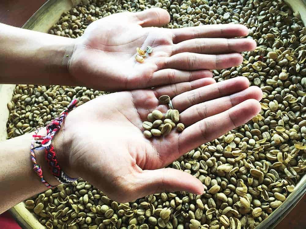 Coffee beans Ubud