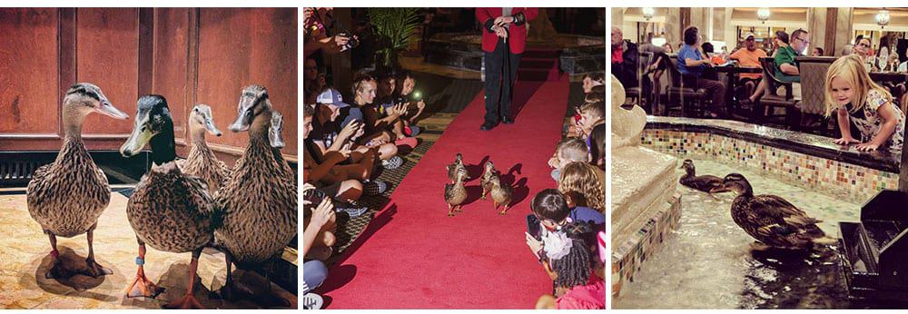 Peabody ducks marching though hotel