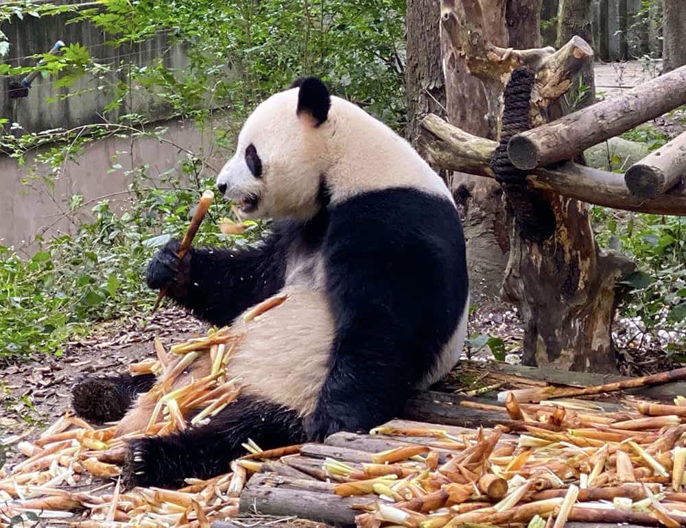Panda eating bamboo shoots in Chengdu panda base China