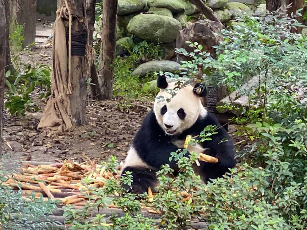 Panda eating bamboo in China