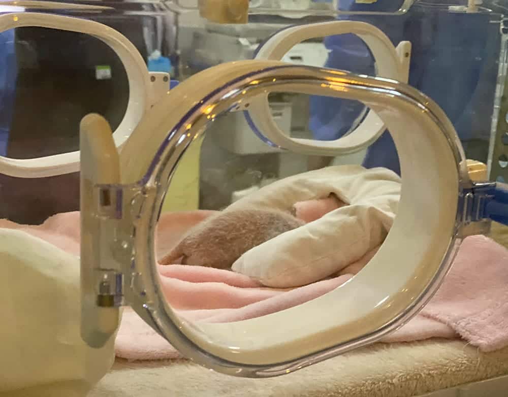 Baby panda in an incubator, China