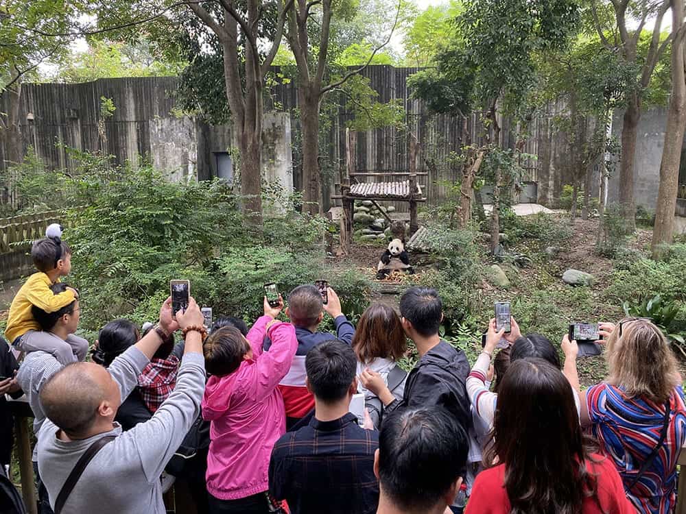 Tourists and phones at the panda base Chengdu
