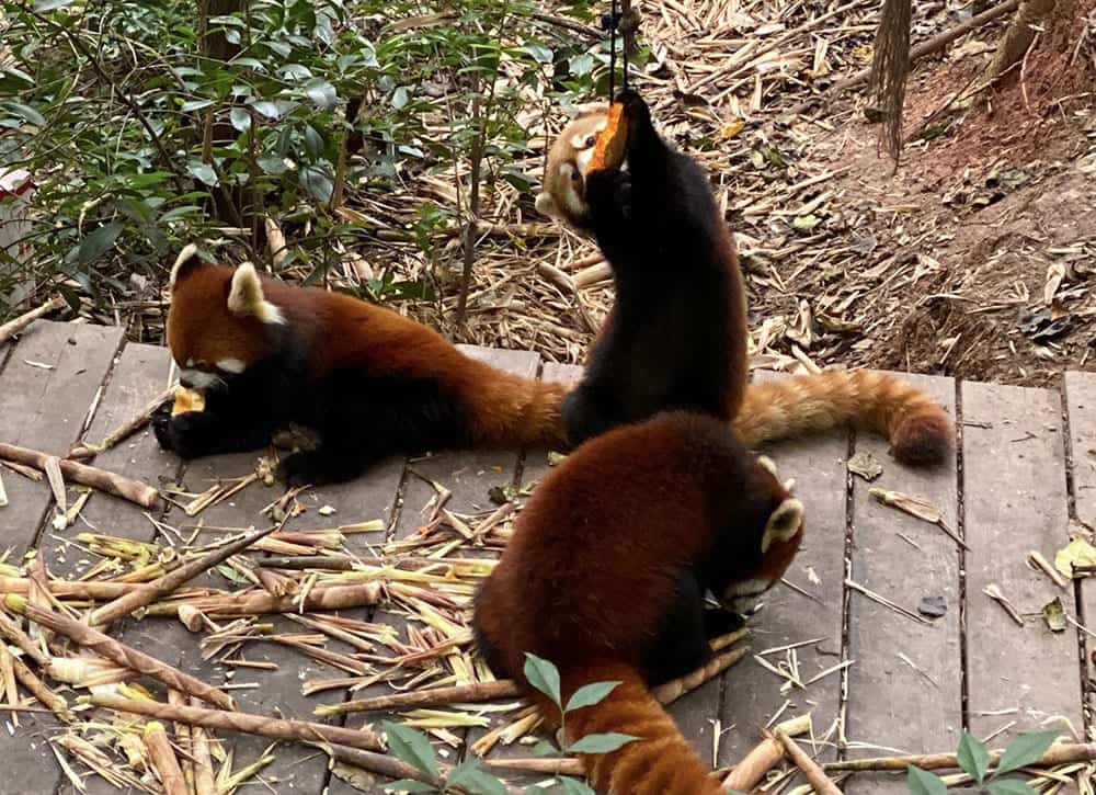 Red pandas eating pumpkin at Chengdu panda base