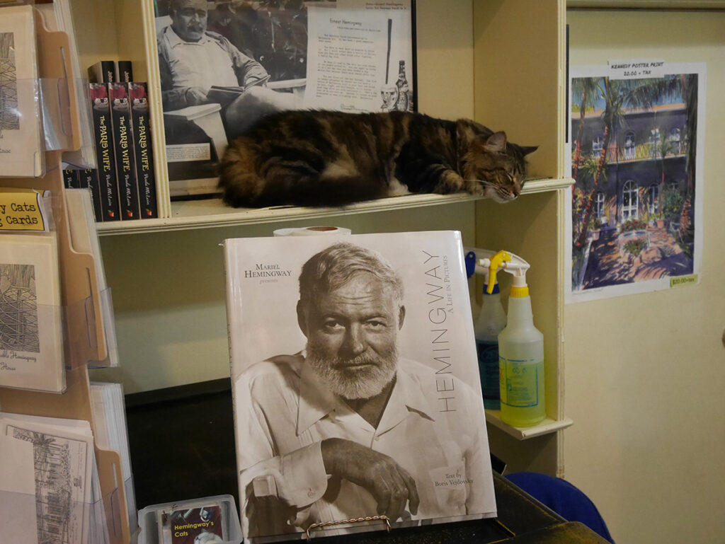 Ernest Hemingway cat on bookshelf