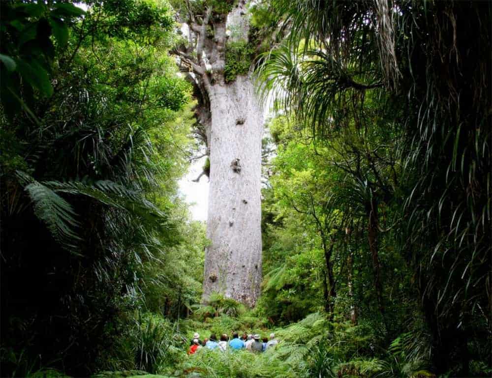 Standing at the foot of Tane Mahuta