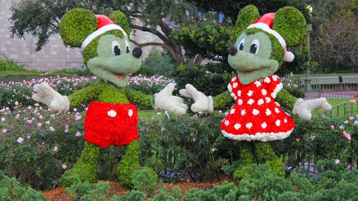 Mickey Mouse and Minnie Mouse buxus hedging