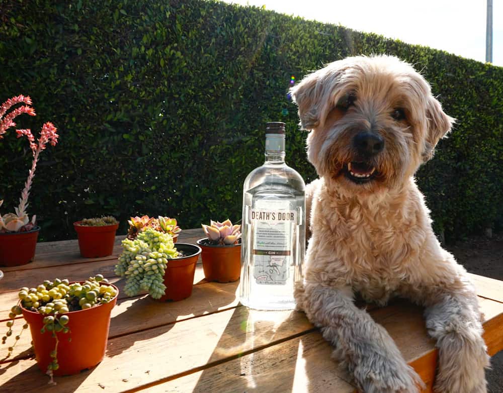 Dog and gin at Ashland Hill