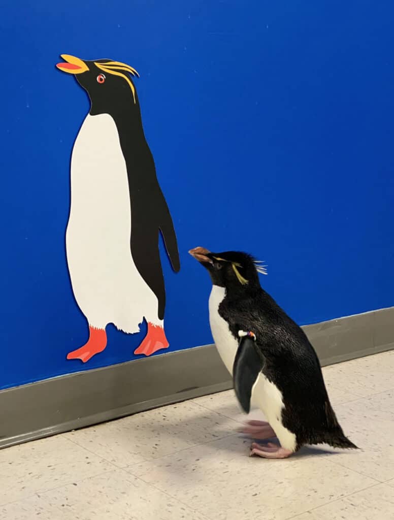 Penguin at Shedd Aquarium