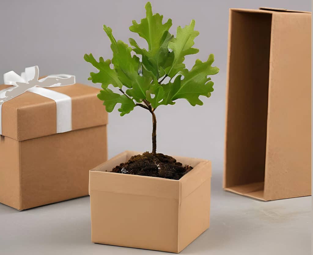 Graceland oak tree sapling in a box