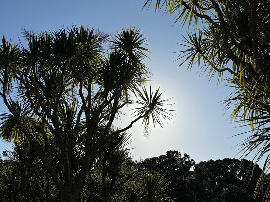 The sun behind spiky cabbage tree leaves in Wellington