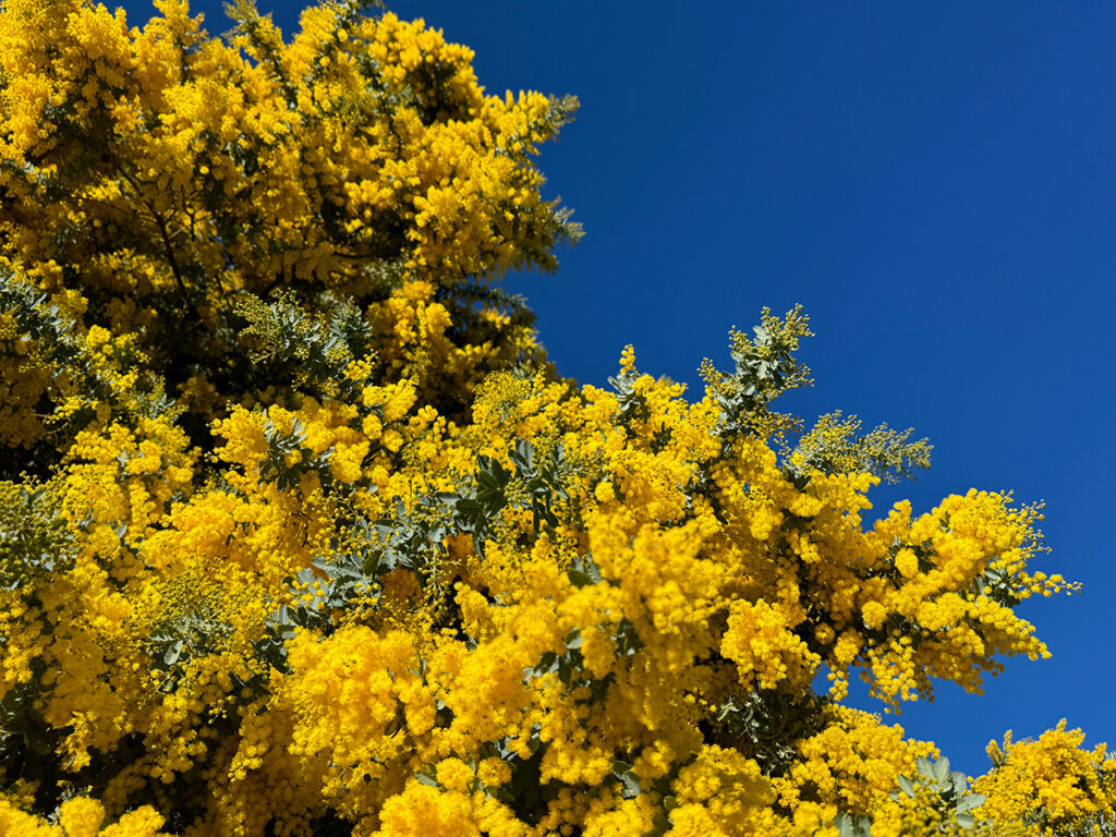 Yellow wattle flowers against blue sky on a stunning day in Kinloch, NZ