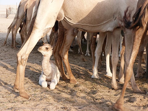 Abu Dhabi baby camel