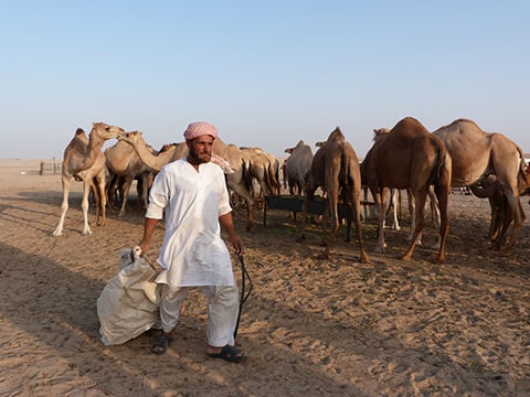 Abu Dhabi camel farm