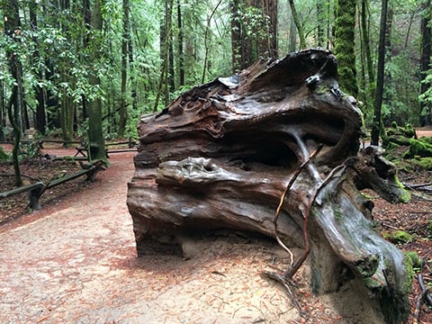 Armstrong Redwoods root