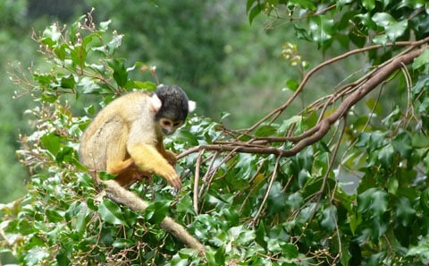 Auckland zoo monkeys