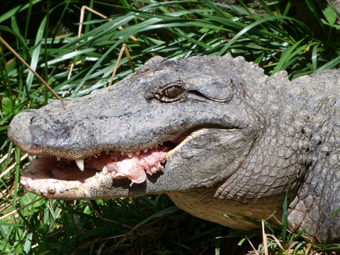 Auckland Zoo alligator