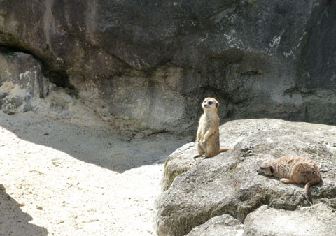 Auckland Zoo meercats
