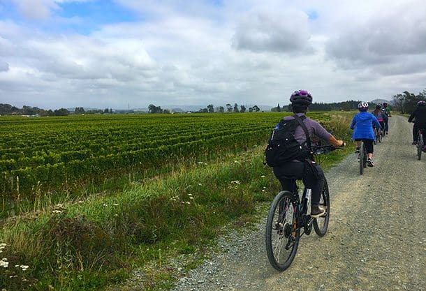 Winery cycle tour Marlborough