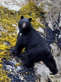 black bear alaska