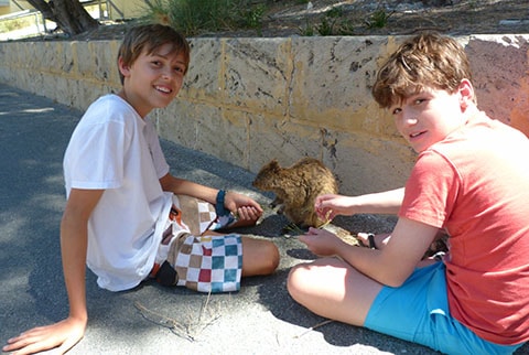 Quokker eating