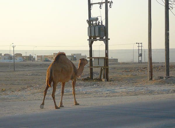 A brown camel walking along the road was one of the common sights during my 8 days in Oman.