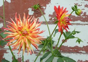 Red and yellow flowers of Dhalia.