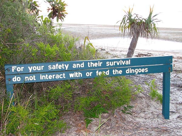 A wooden sign on the beach that says, "For your safety and their survival, do not interact with or feed the dingoes.