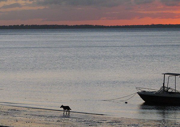 A lone dingo in the beach of Fraser Island during sunset.