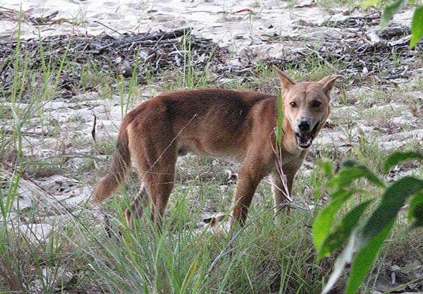 A brown dingo along the grassy area of the beach waiting for a morsel of food from a tourist.