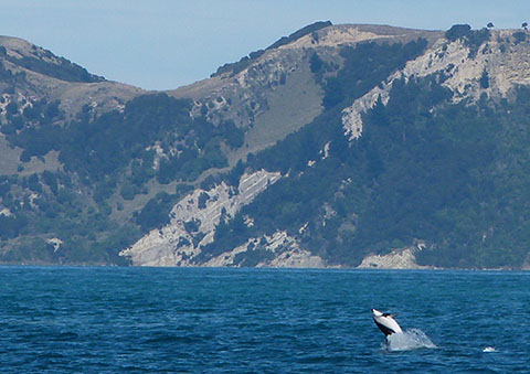 Dusky dolphin Kaikoura