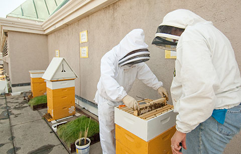 Fairmont DC beehives