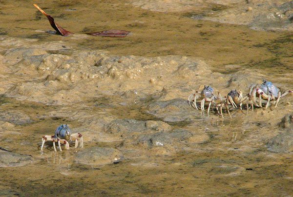 Small crabs with grayish rounded body crawling in the muddle pools of the beach.