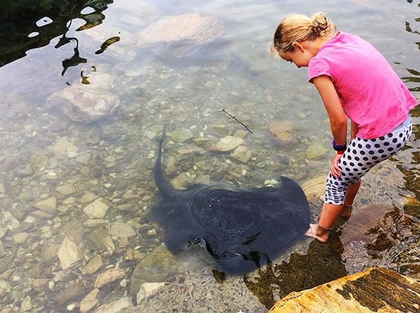 Girl feeds stingrays at Lochmara Lodge