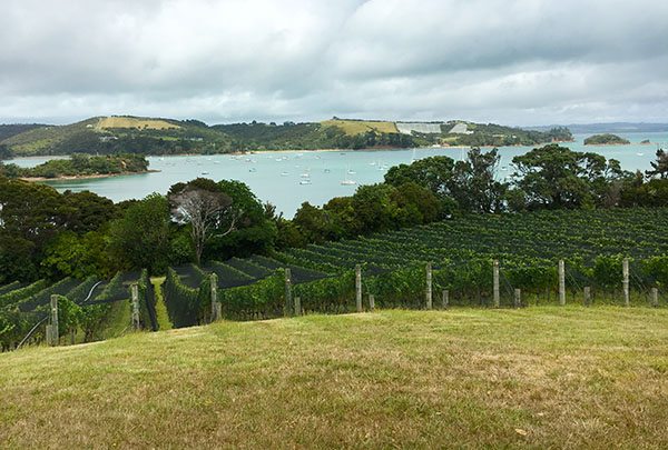 Goldie winery view