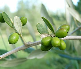Hapuku olive grove